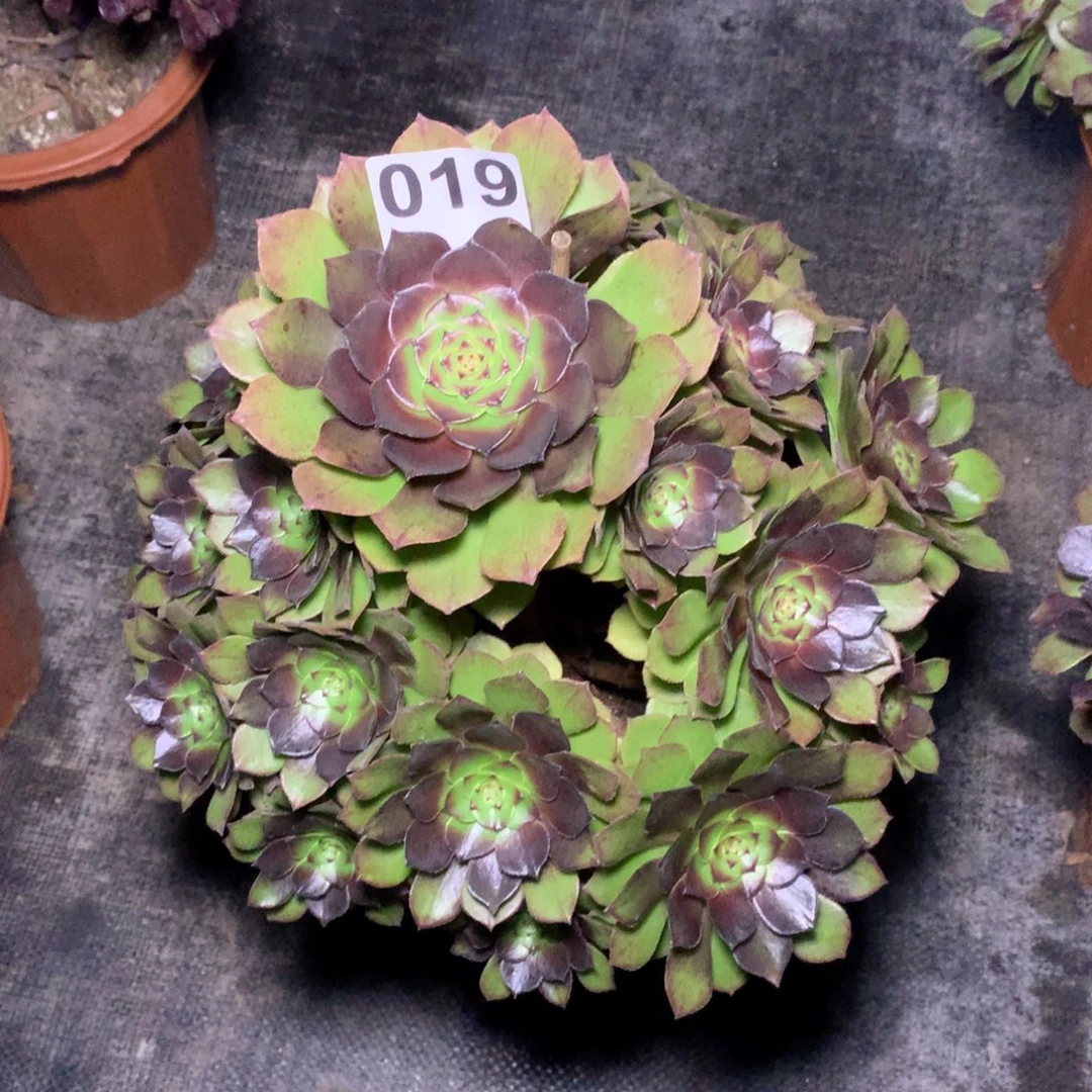 红魔019法师多肉植物3000000