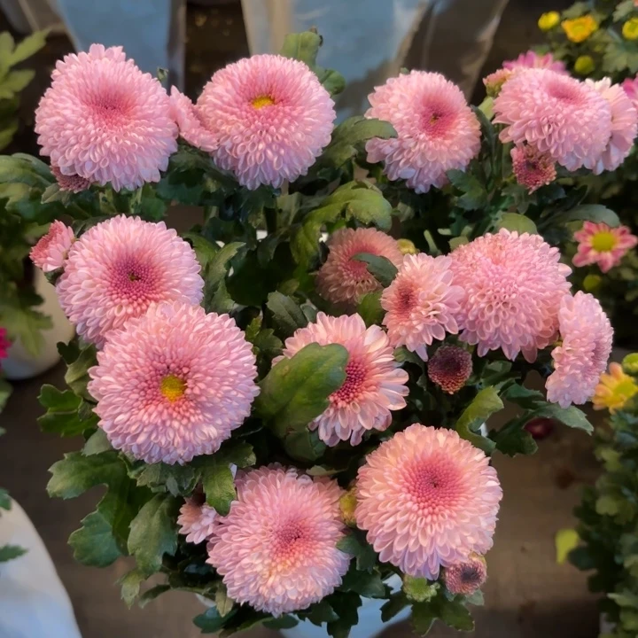 新品乒乓菊摩摩卡盆栽