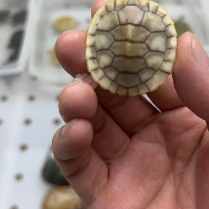 巴西彩龟不分公母