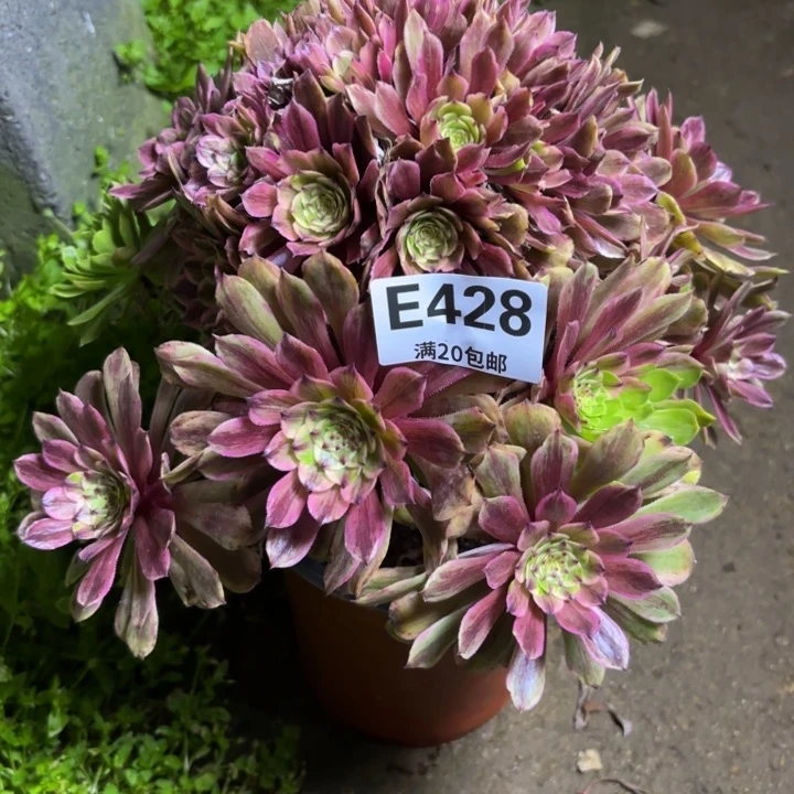 瑞妈多肉园艺428