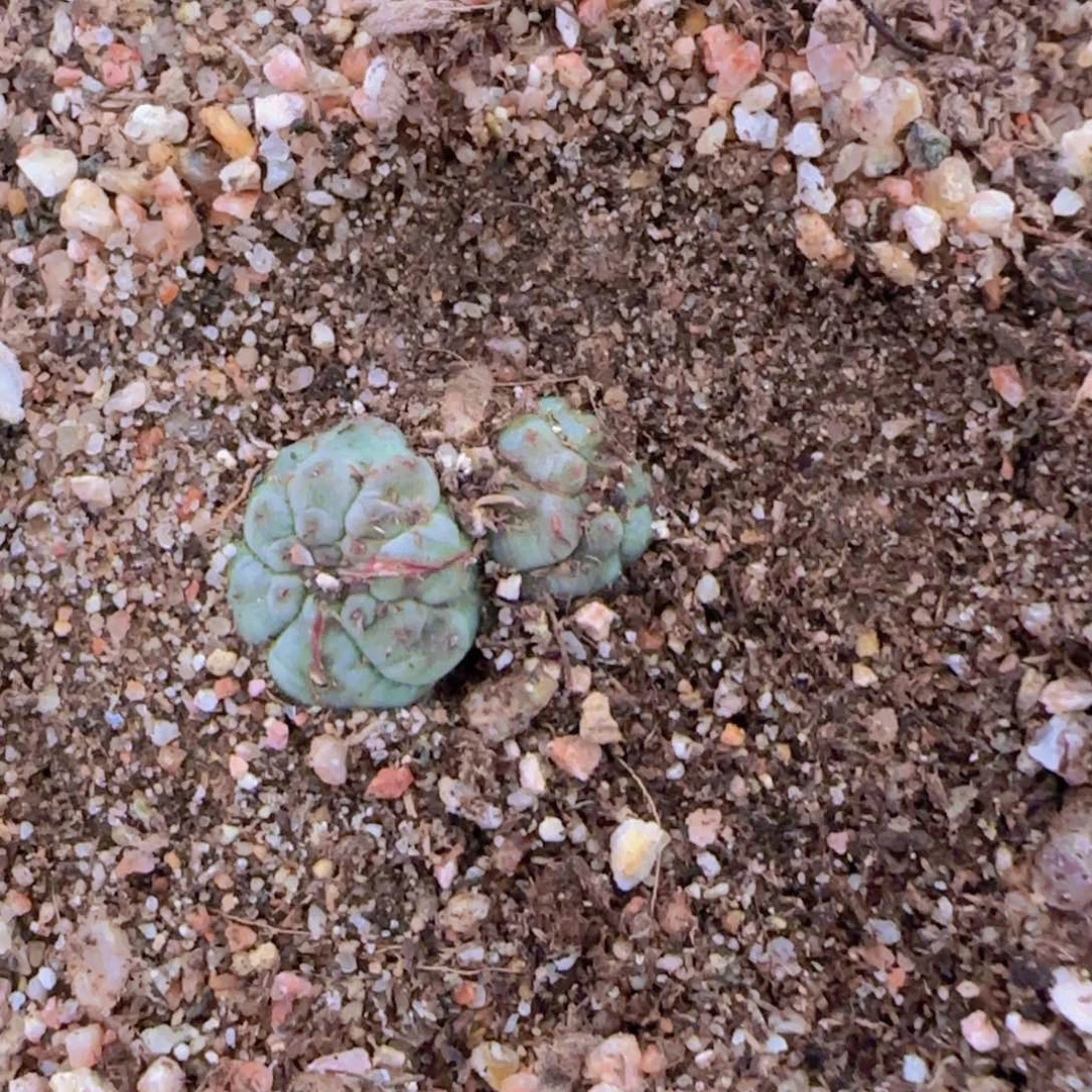 蔡**·块根植物块根植物