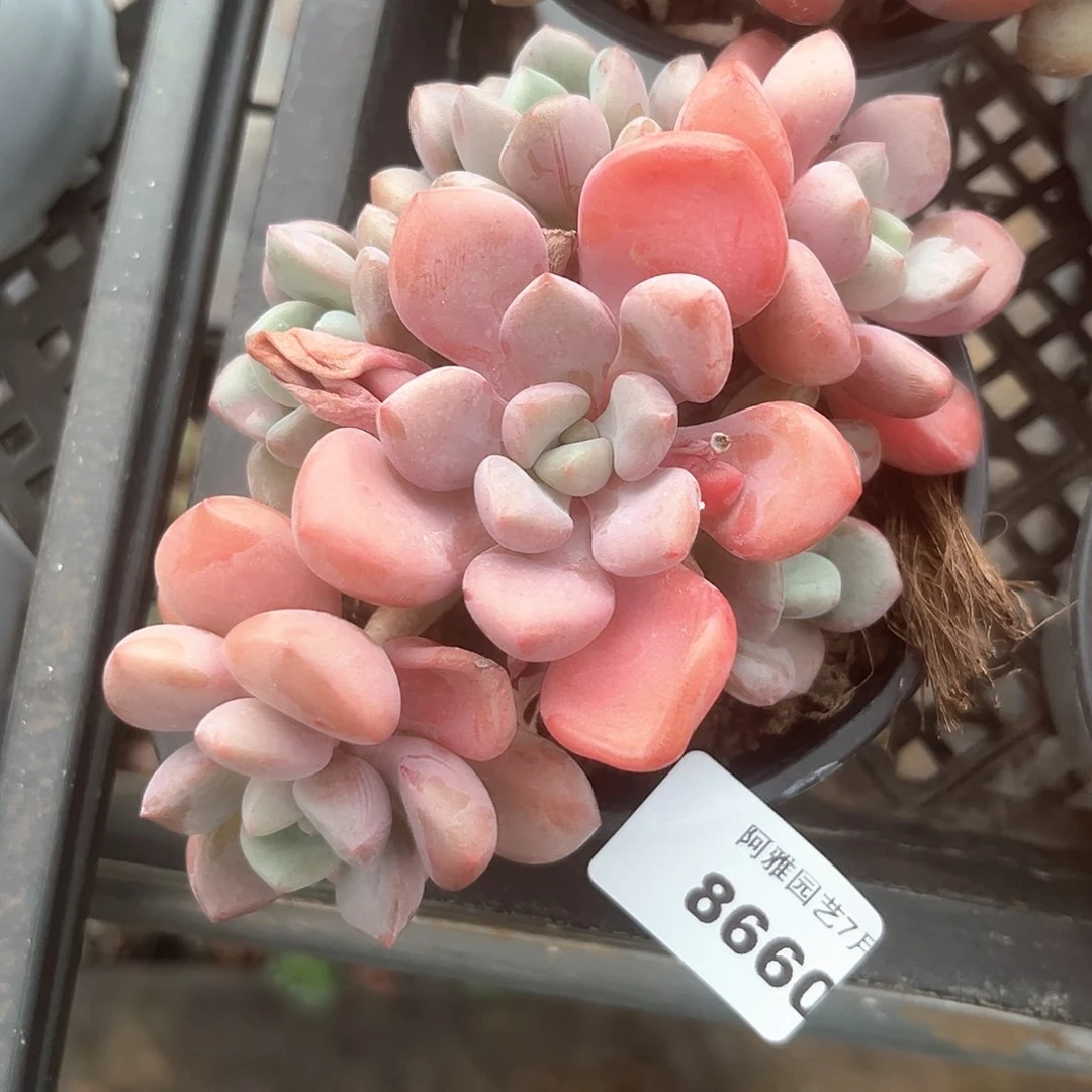 阿雅园艺。      8660