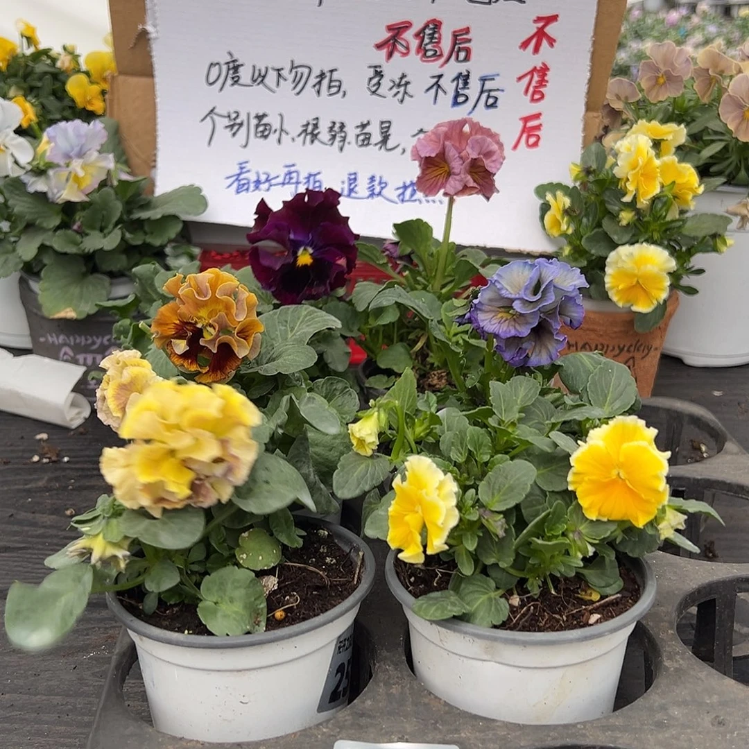 大部分花苞少量开放383号