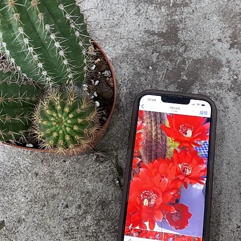 红色毛花,高10公分左右