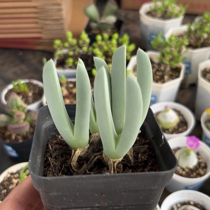 065 虾钳多肉植物