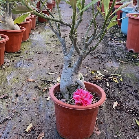 【闪购商品】飞***兔绿植