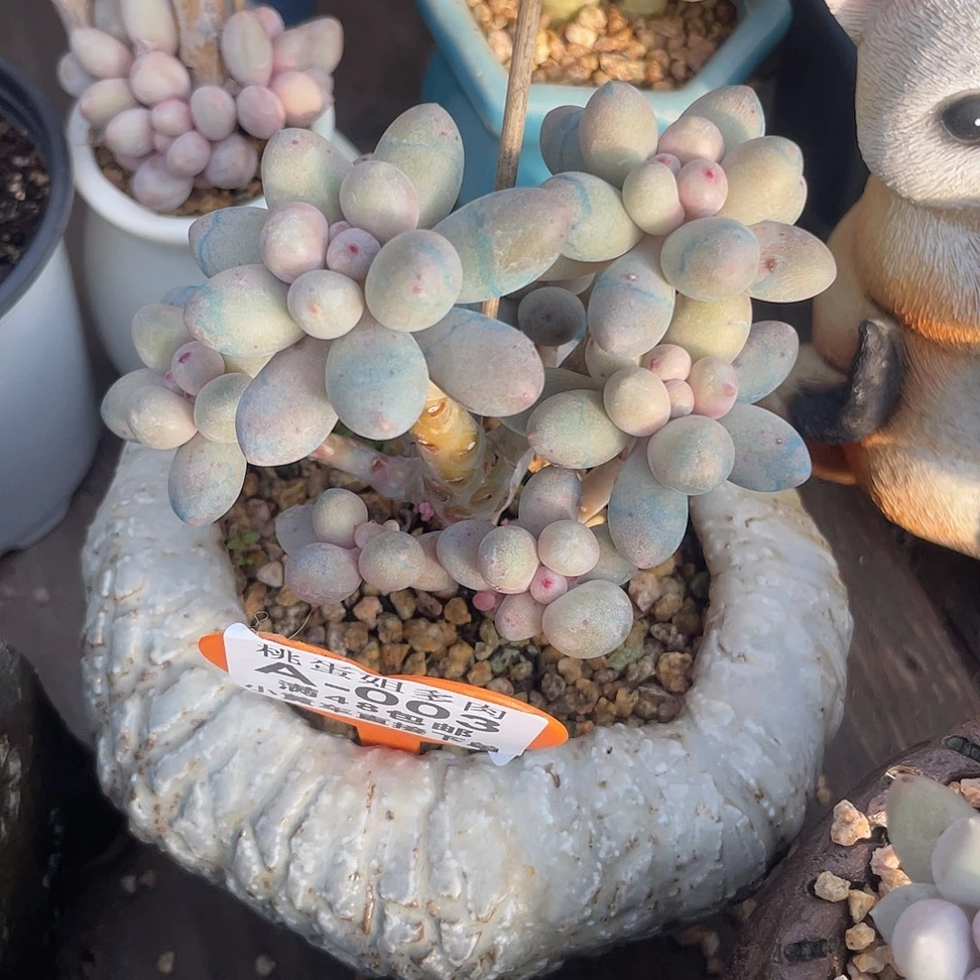 奶尖 手捧 脱土发 9口盆