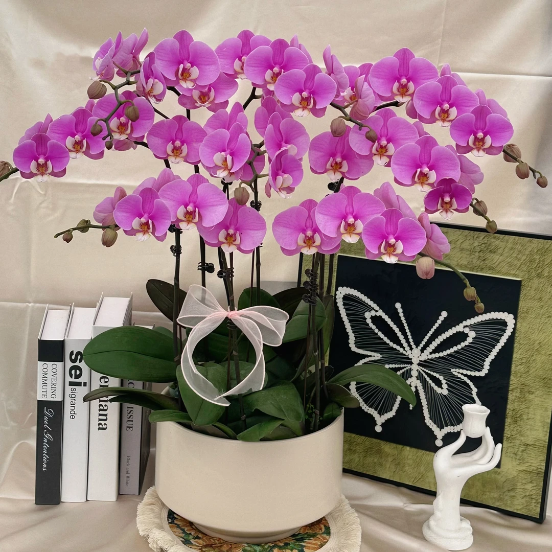 南汐蝴蝶兰【安娜】粉色花热品种 带花带花苞发货