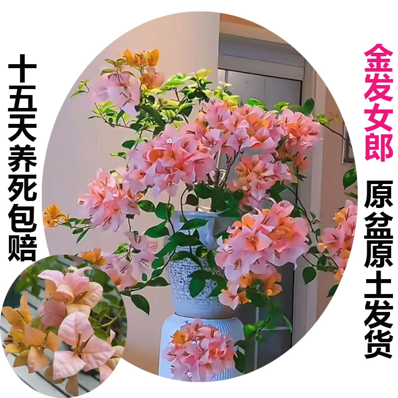 金发女郎 (三角梅) 原生大苗四季开花老桩爬藤植物