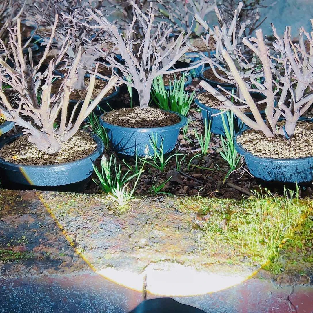 盆景红花一号长寿梅