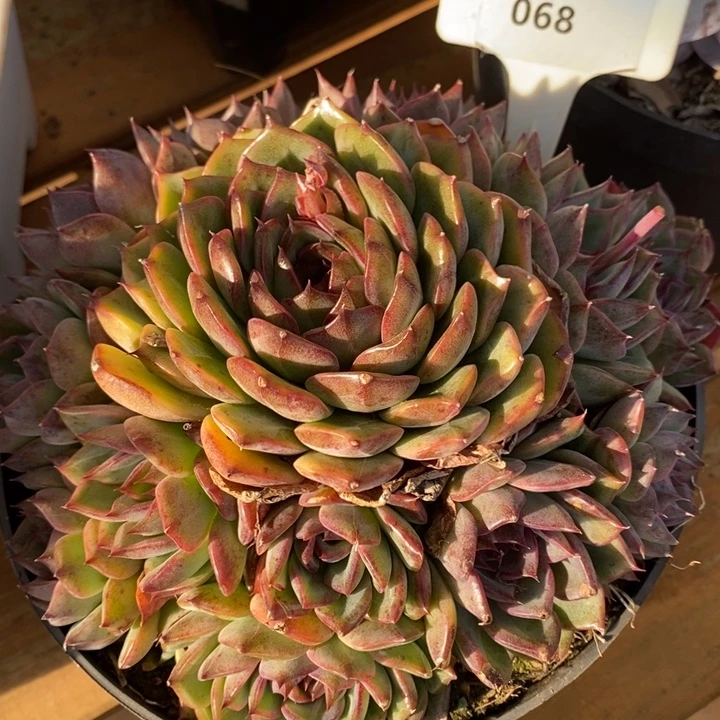 D068- 直播福利 蓝色妖姬捧花