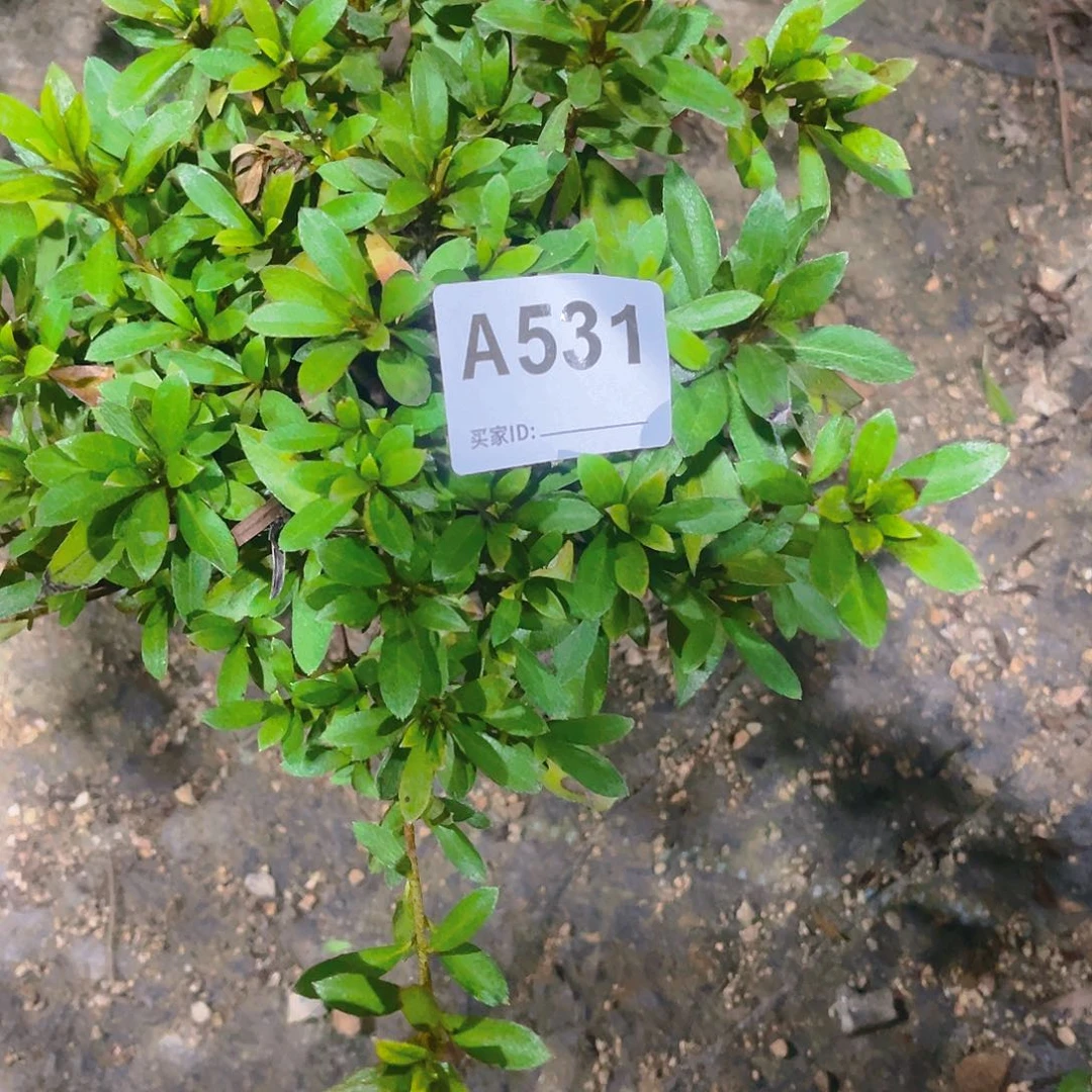 无花朵直播时间一直一个