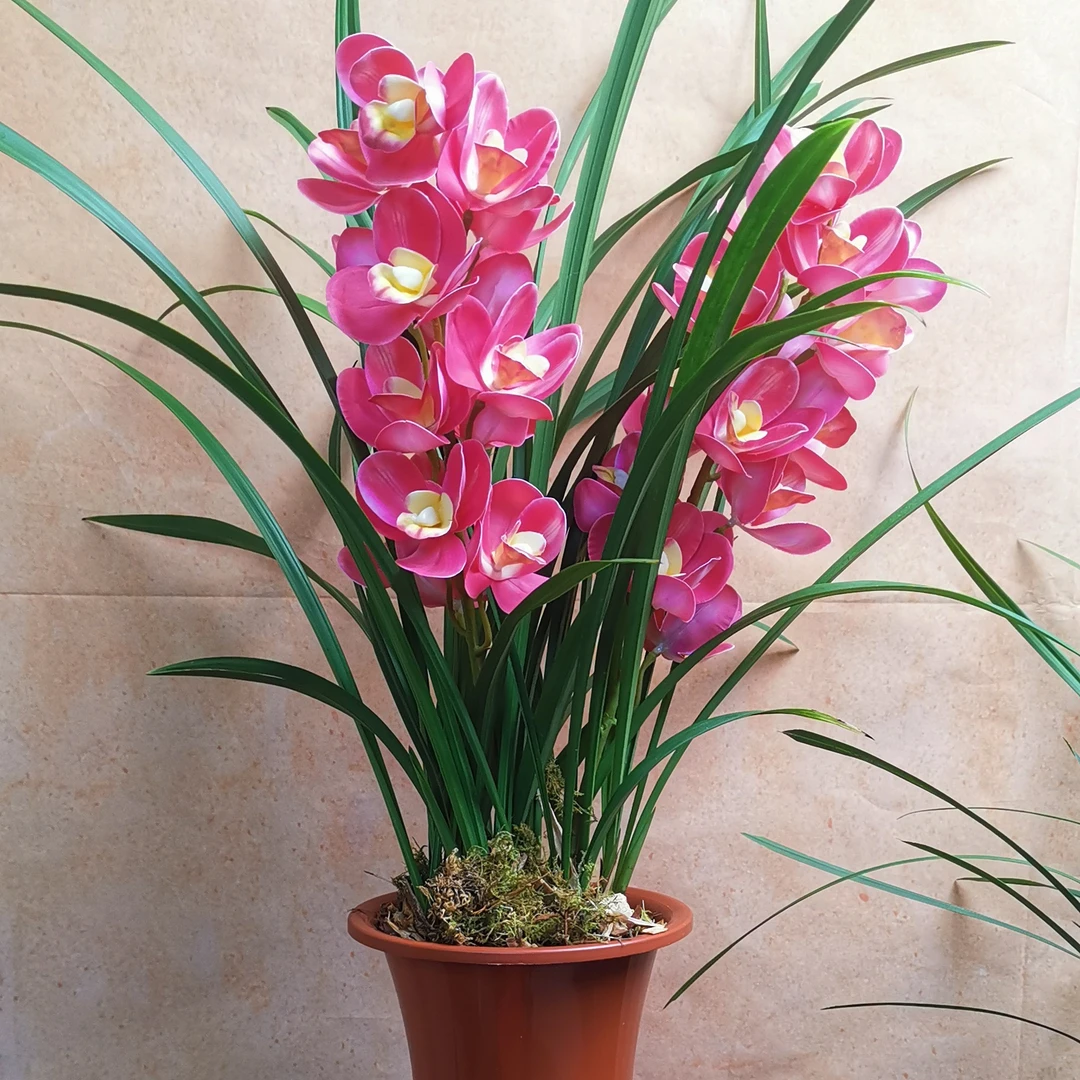 【红美人】一年开花造景3-4次室内花卉绿植兰花盆栽种好养活带盆