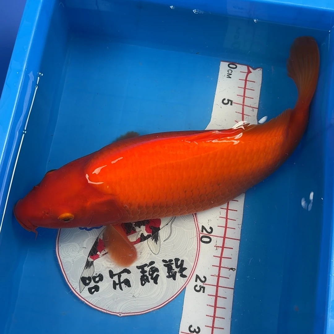 锦鲤全红火鲤活体锦鲤