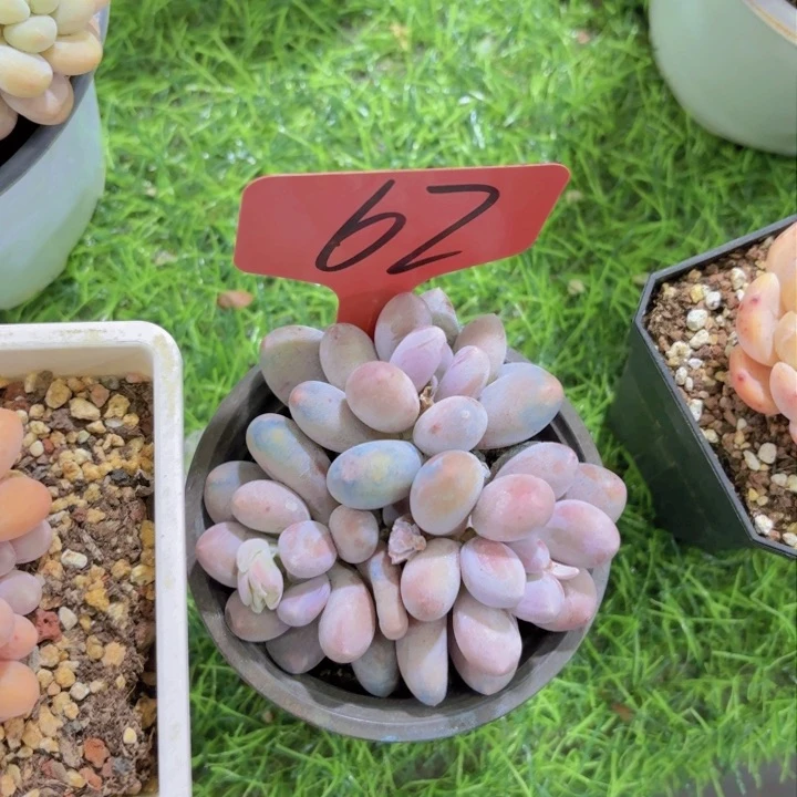 包***3我的小可爱们都好可爱