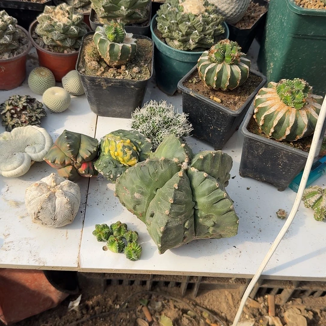 小***腿龟甲鸾凤玉仙人球开花