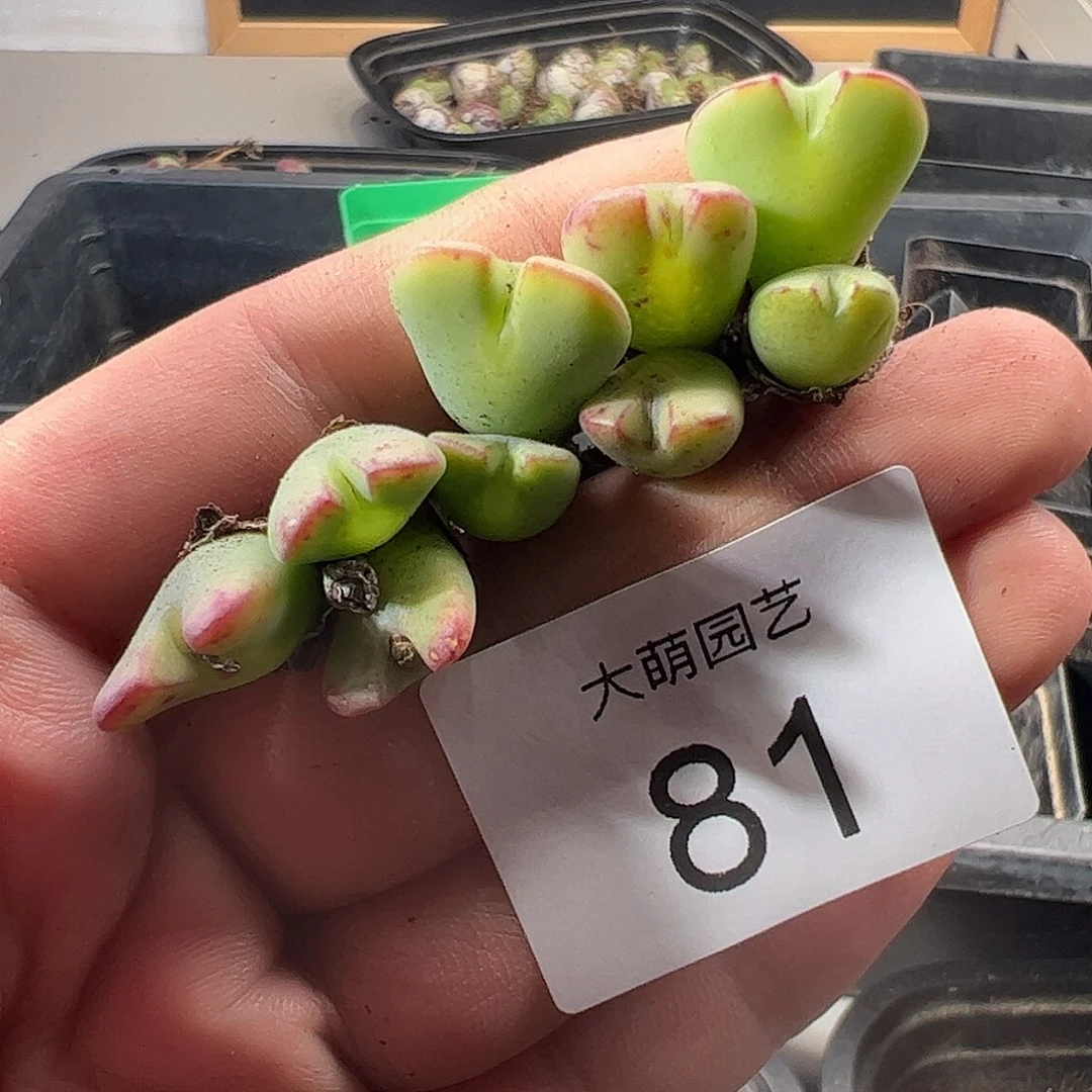 一物一拍。        81