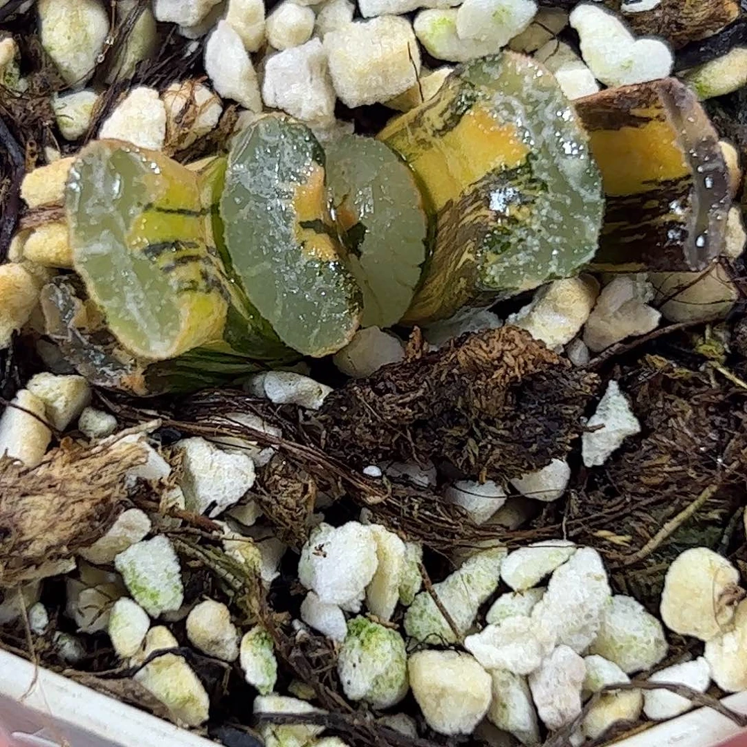 浮藻锦十二卷多肉植物343