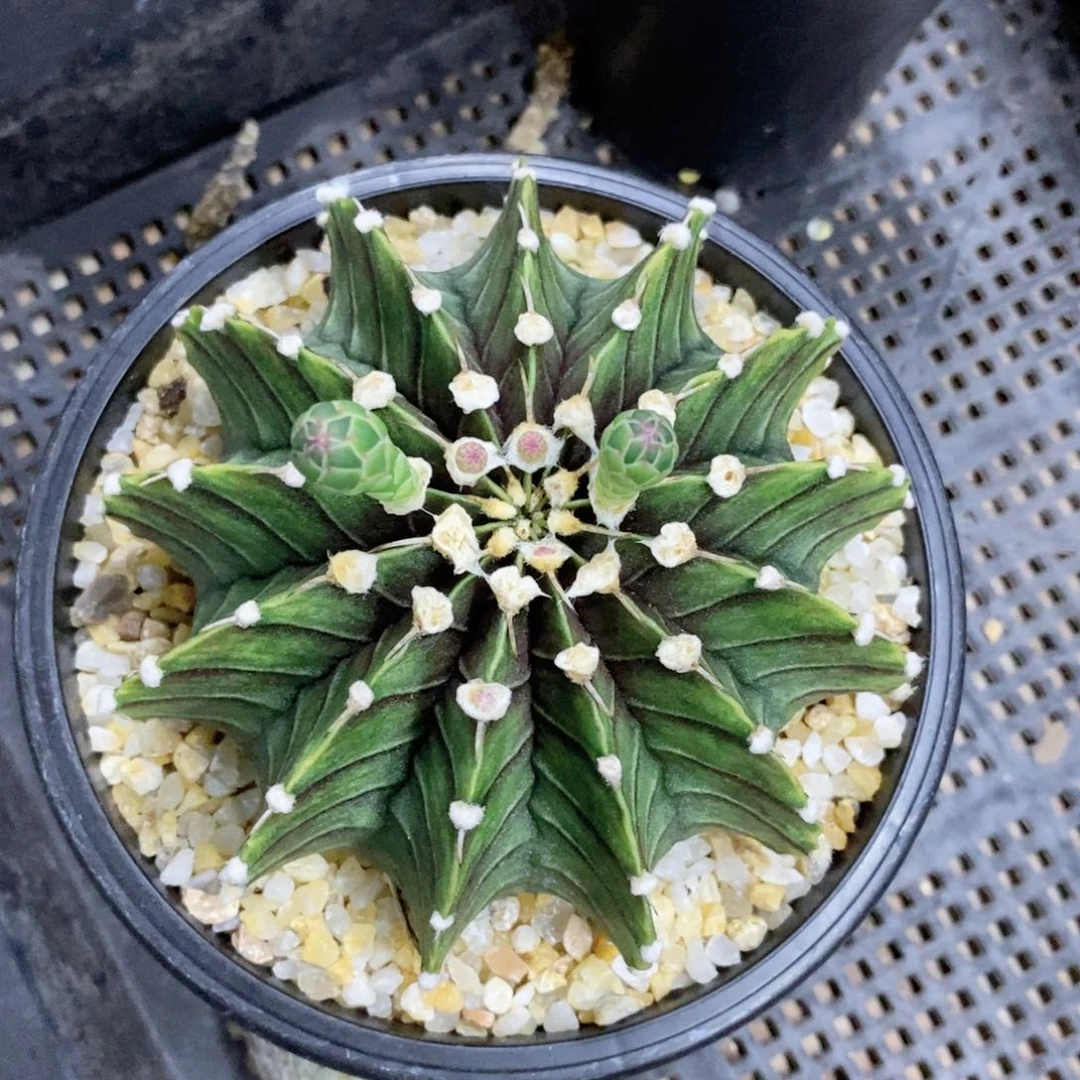 ?****仙人球的世界里牡丹