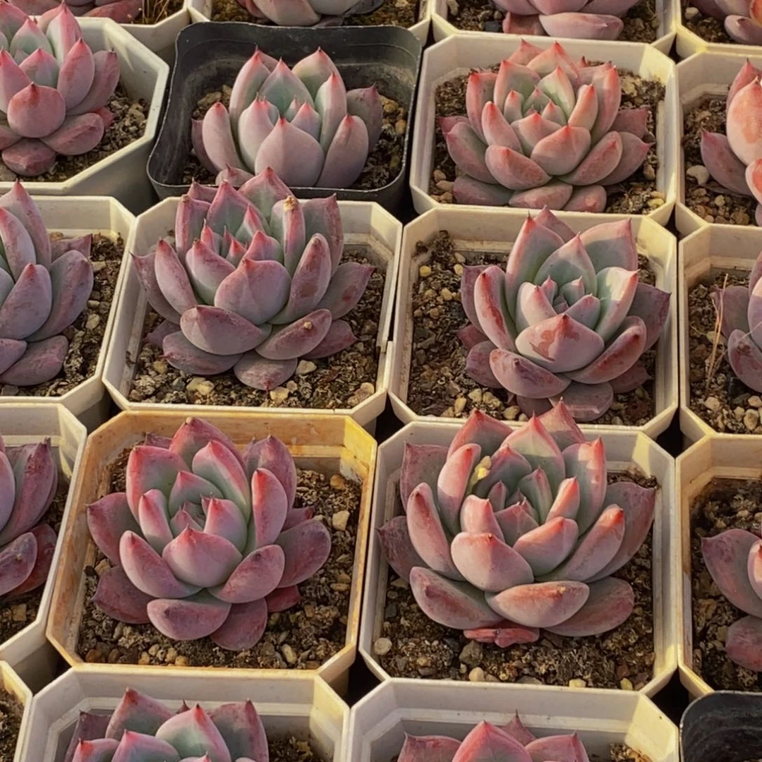 可**冰726多肉植物保护研究所所长