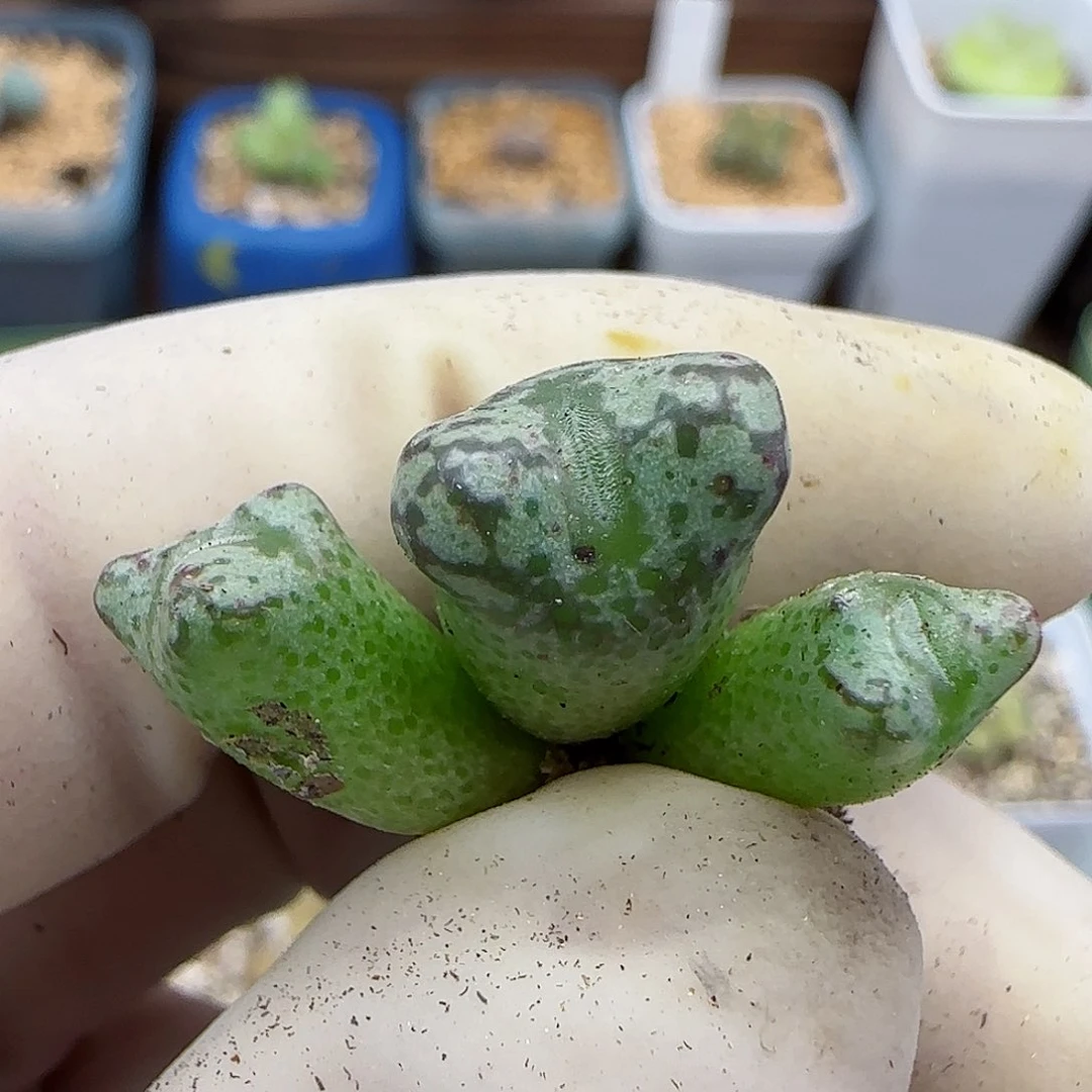 838日系大红拉登