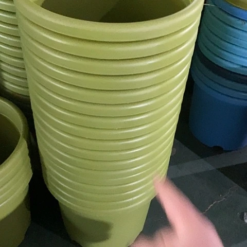 树脂四季5号果绿无托10个