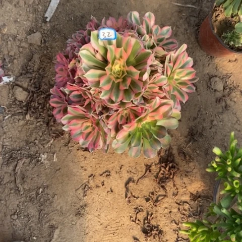 粉女巫捧花一物一拍