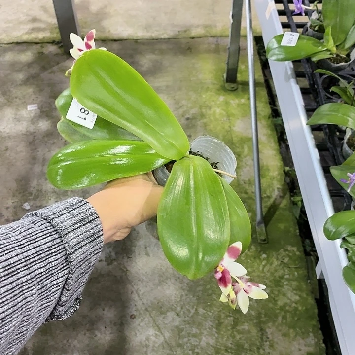 当前无花栽培后可以开花A181三寸小锦鲤