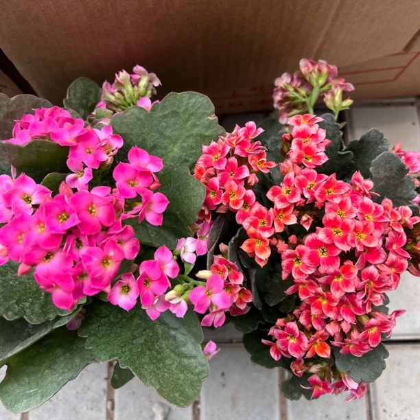 长寿花园【金陵➕莫恩】单瓣组合 开花发货