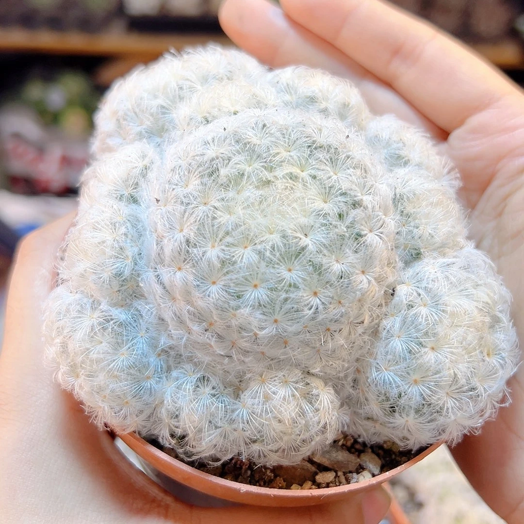 实生白星8公分1颗