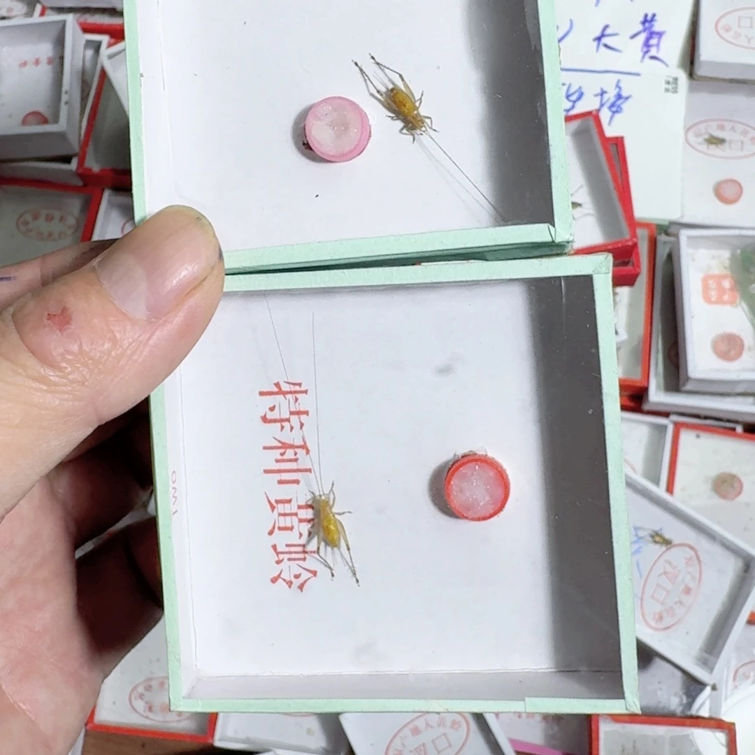 伟***爷蟋蟀蝈蝈我在外面吃饭呢你