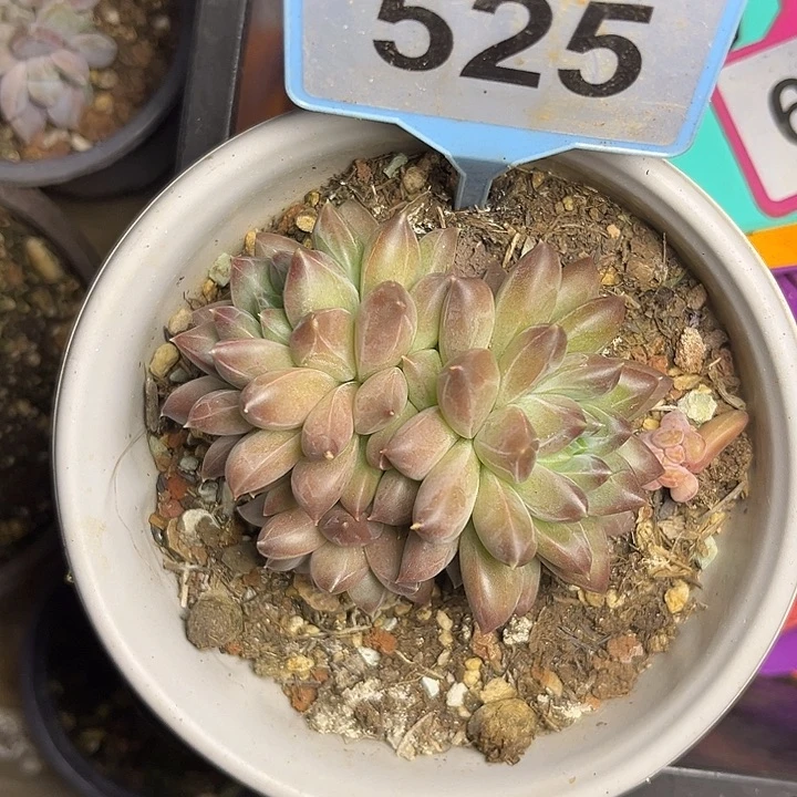 多肉植物小叶幻影526