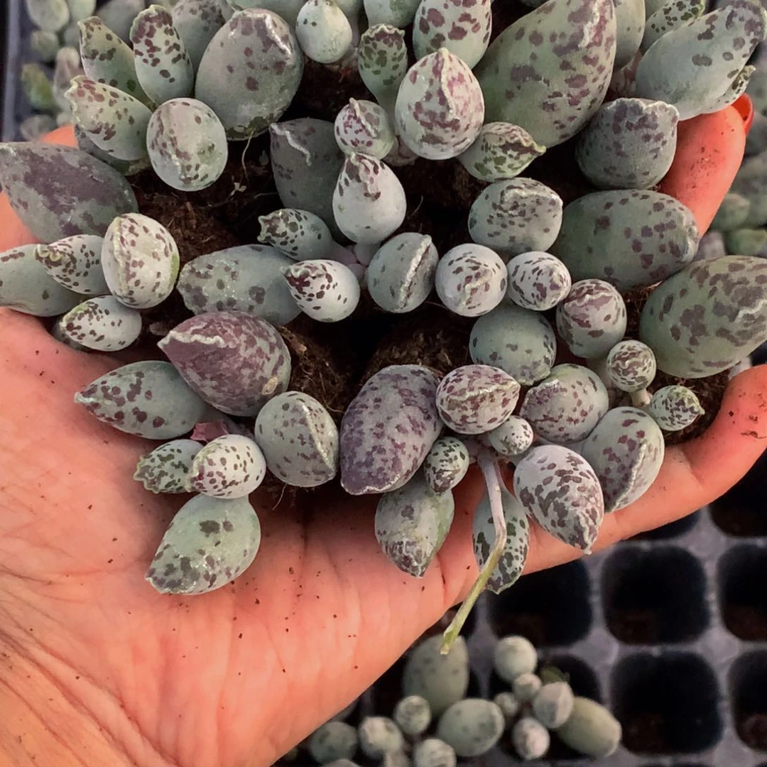 海豹小。（不满9.99发叶子）