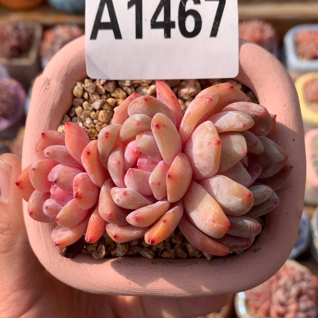 A1467 雪天使自然群小树 新年开播福利