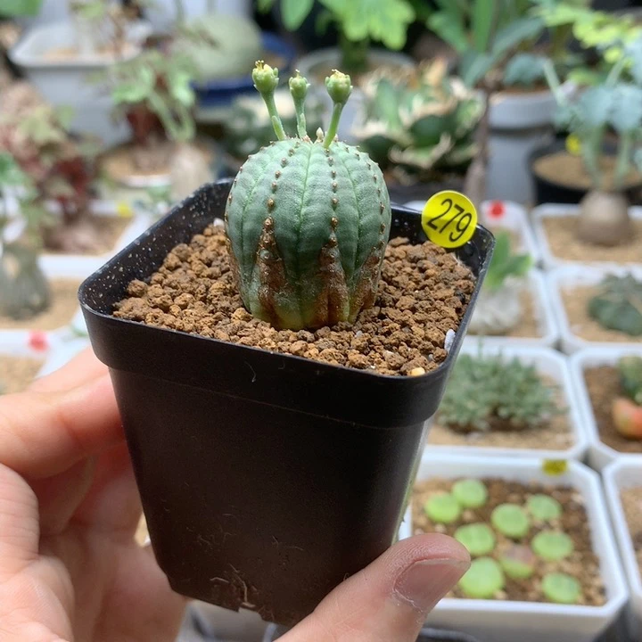 锈斑小布纹球脱土