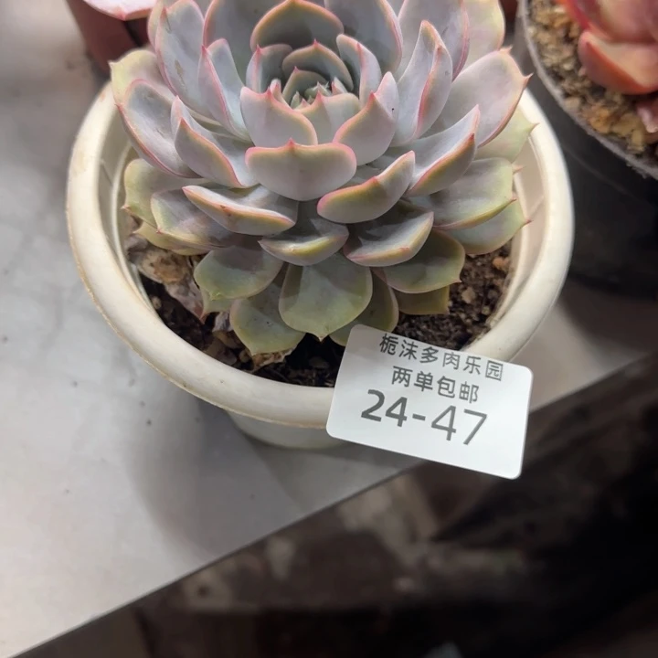 豫***郝24-47非欧娜多肉植物