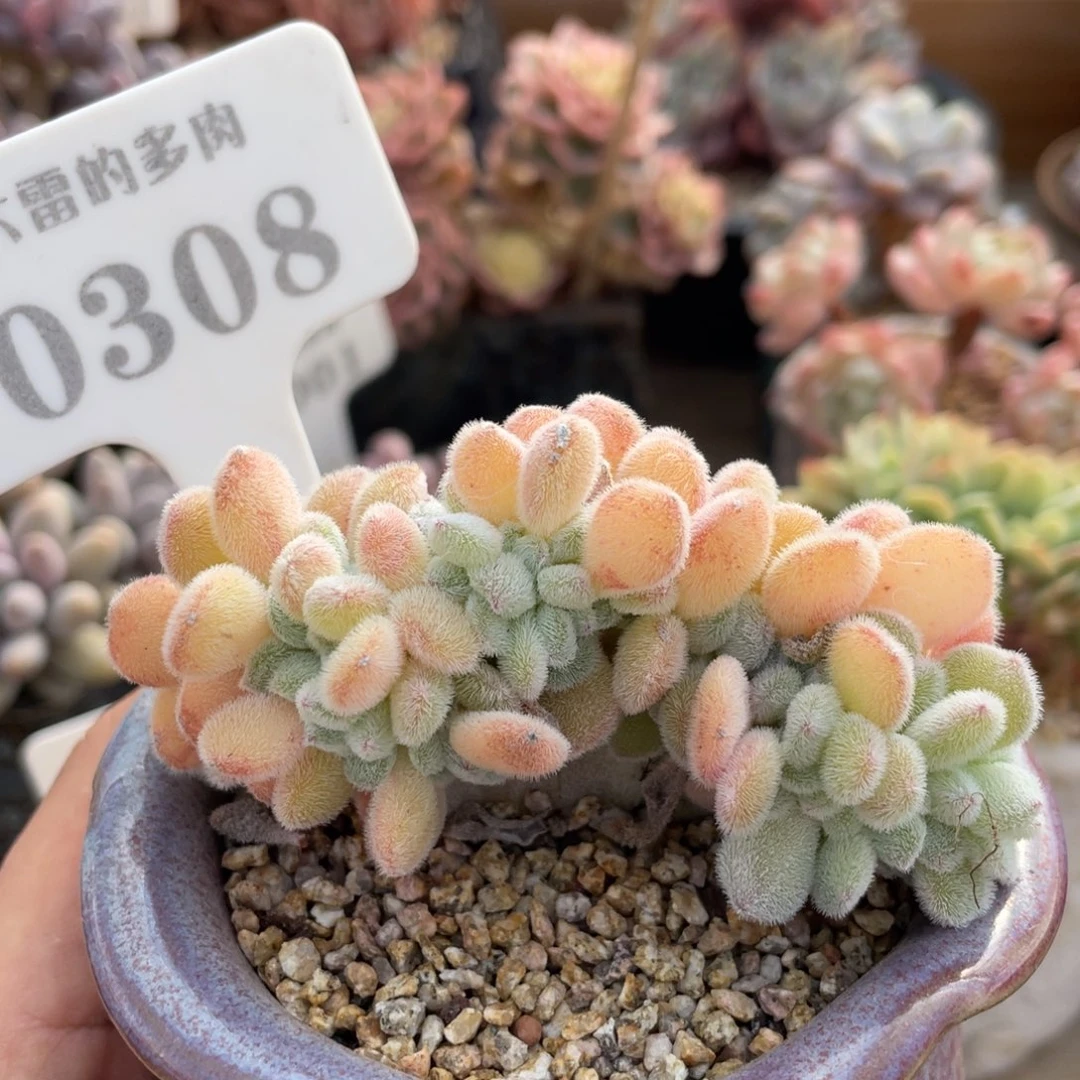 0305雪晃星不带盆8厘米