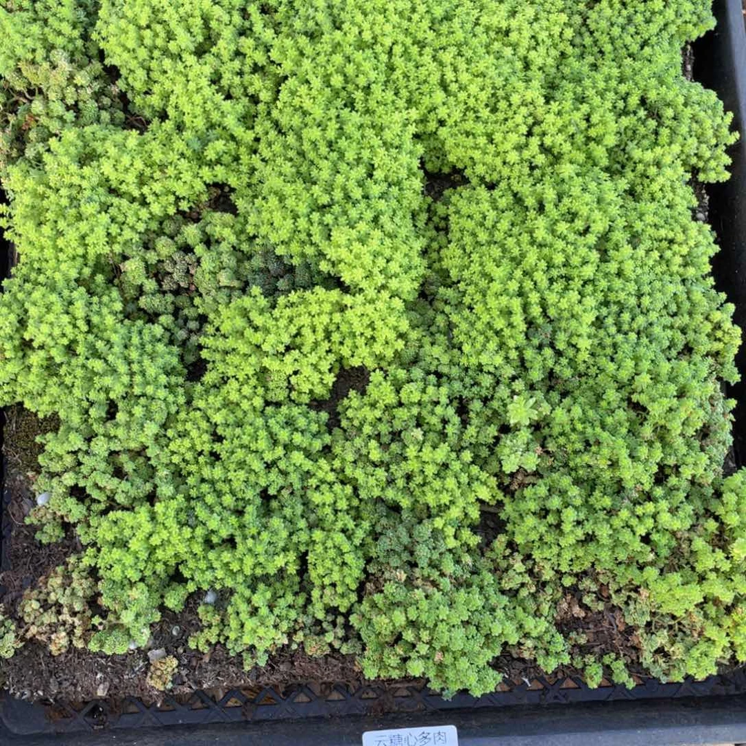 幸****x云糖心多肉植物308