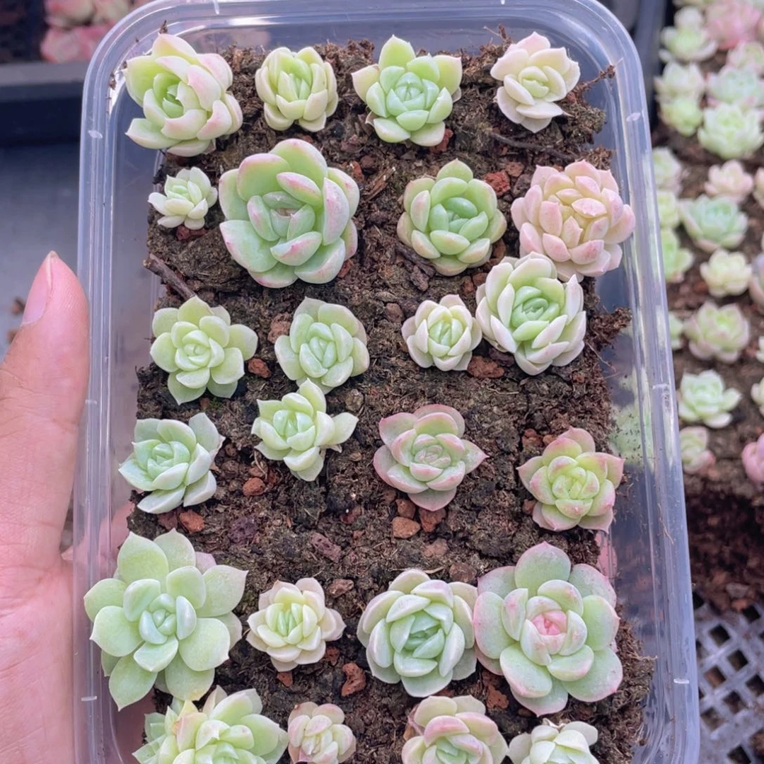 云糖心多肉植物458