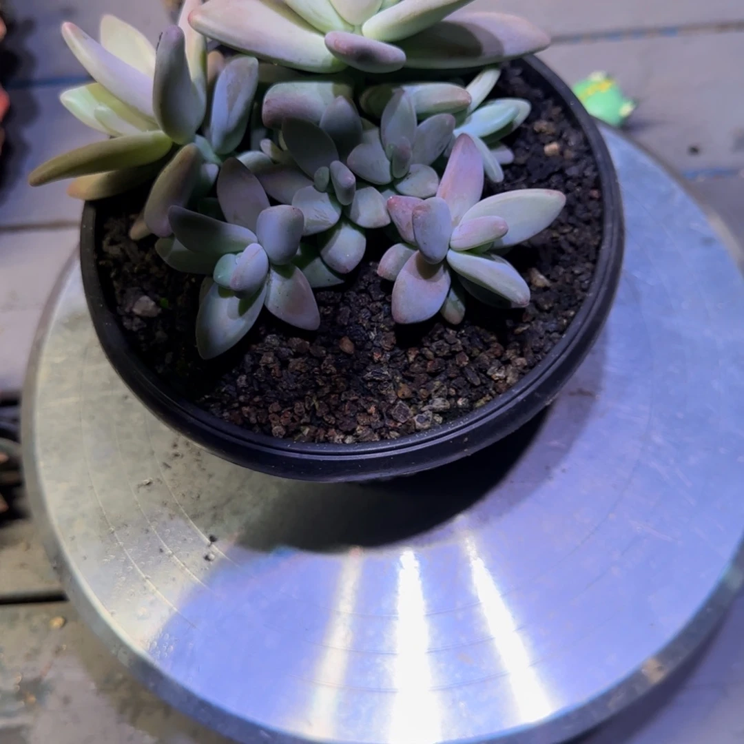 小***丹无花朵多肉植物一物一拍