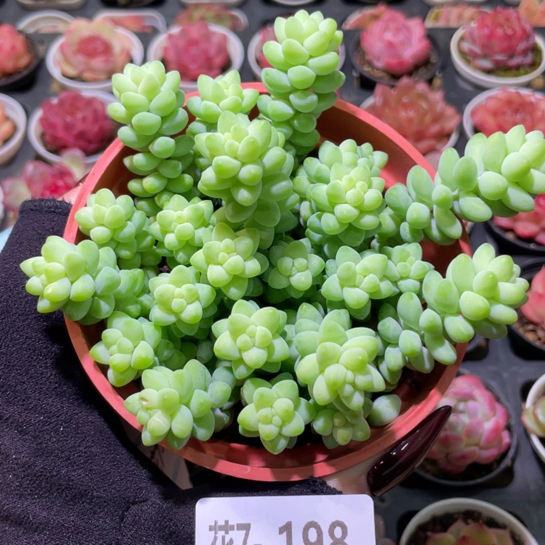 花利美7-198玉坠含盆