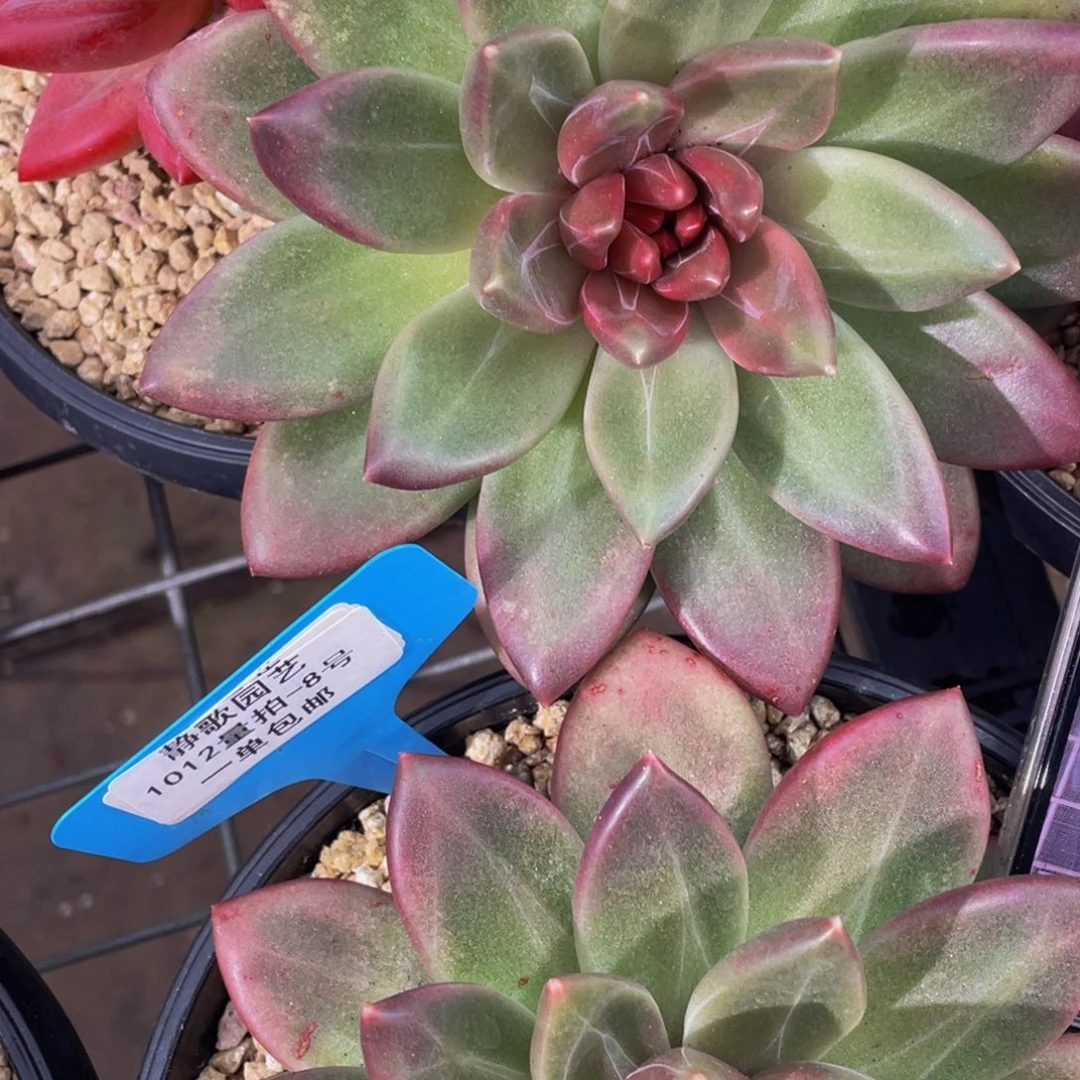 1012-8-迷雾泡泡大母本一颗