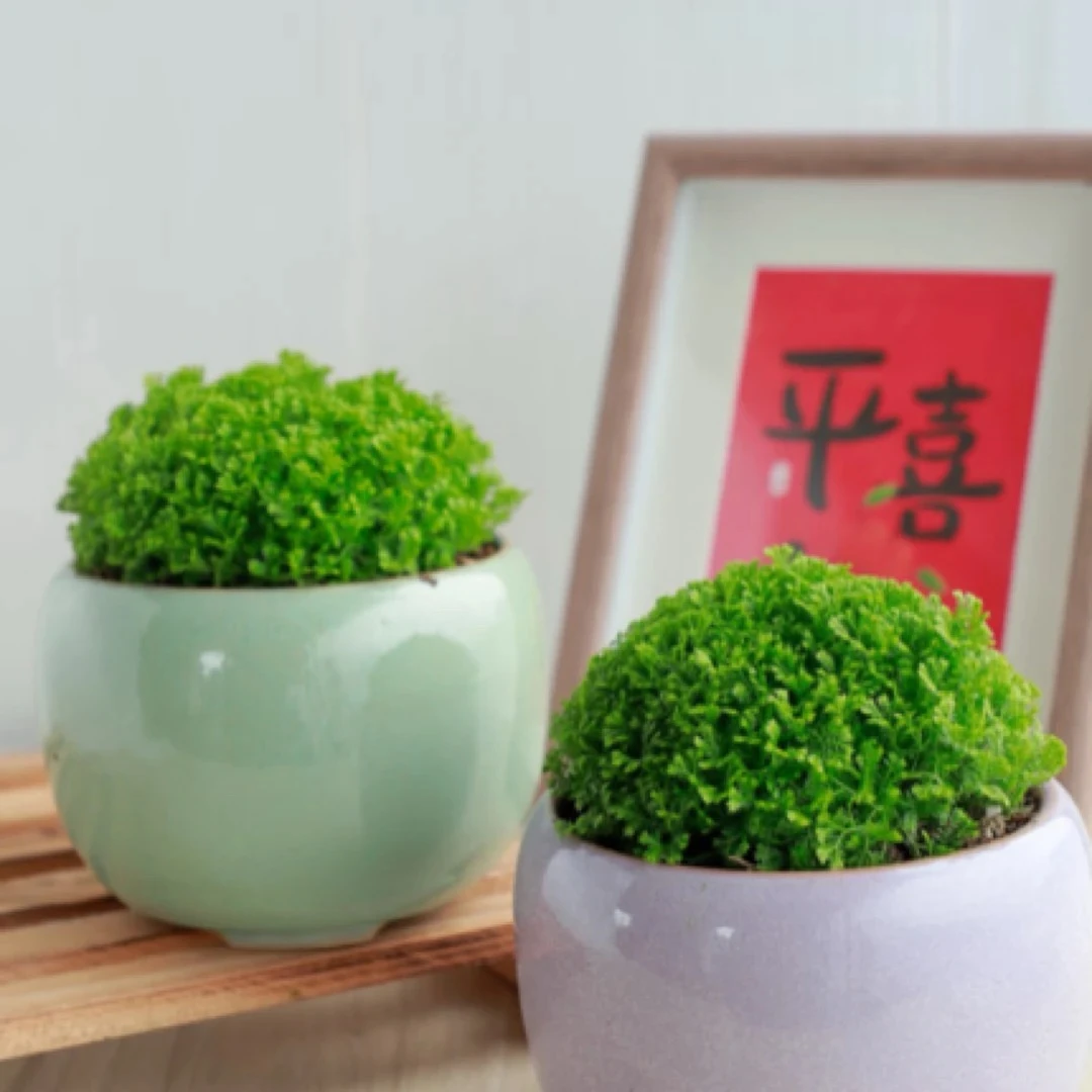 绿地球桌面绿植常绿蕨类植物翠云草室内净化空气盆栽花卉