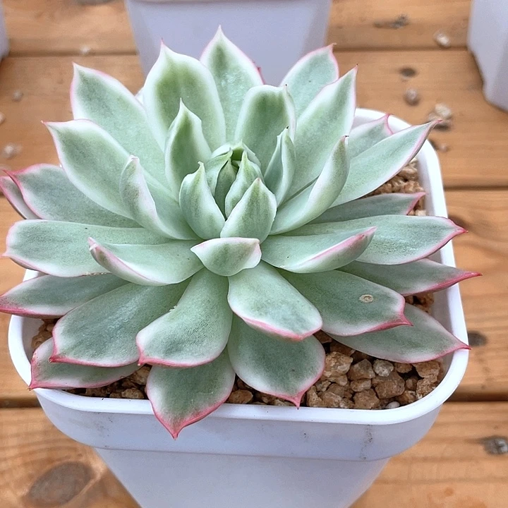 宝莲灯白锦 一物一拍