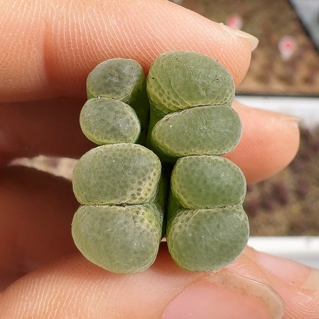 多肉植物福利风铃306
