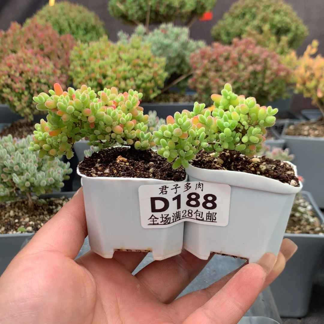 Y****H188金桔糖球。