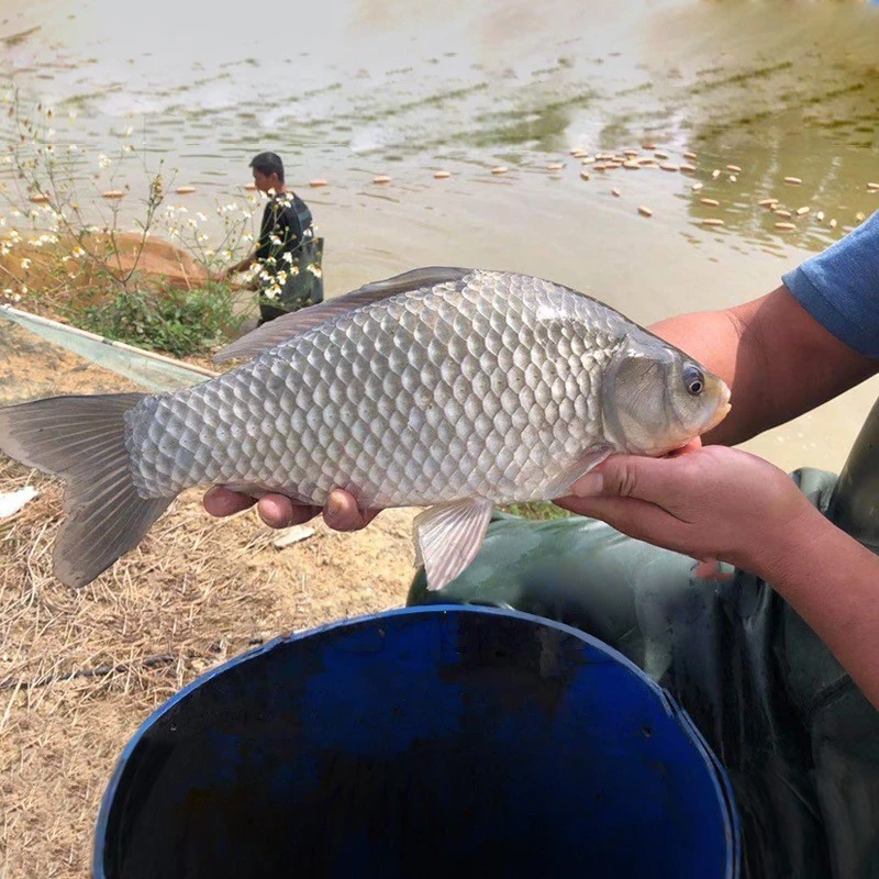 中科5号鲫鱼 大板鲫 高背鲫淡水银鲫宠物