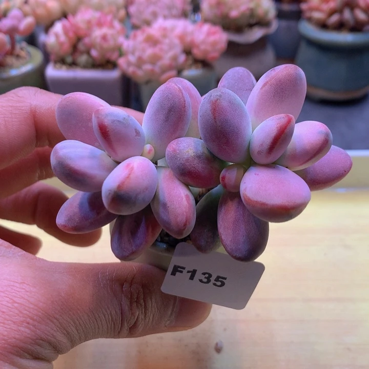 一物一拍满38包邮F135