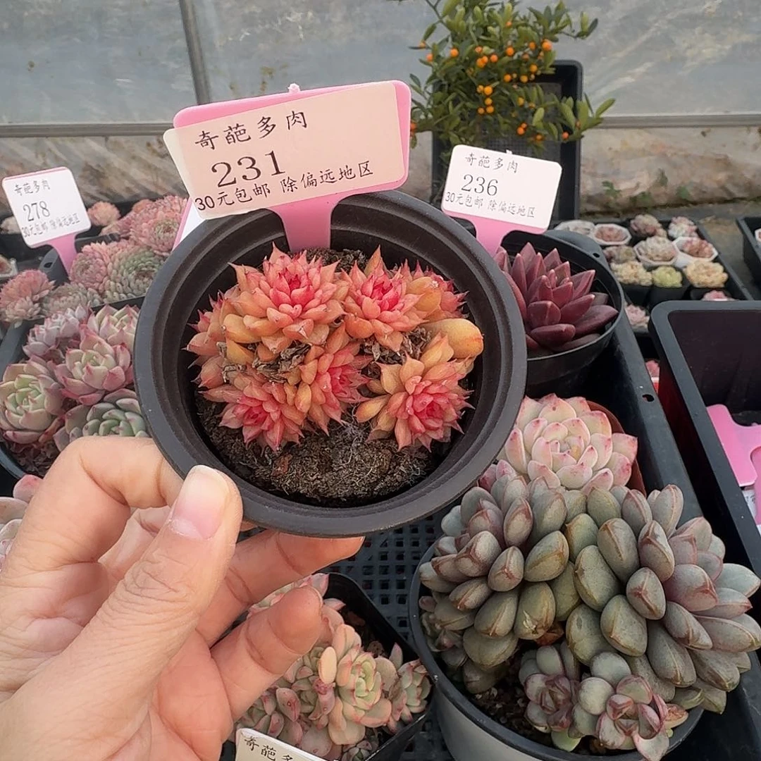 虾***虾231 多肉脱土 群生不包整 30元包邮除偏远