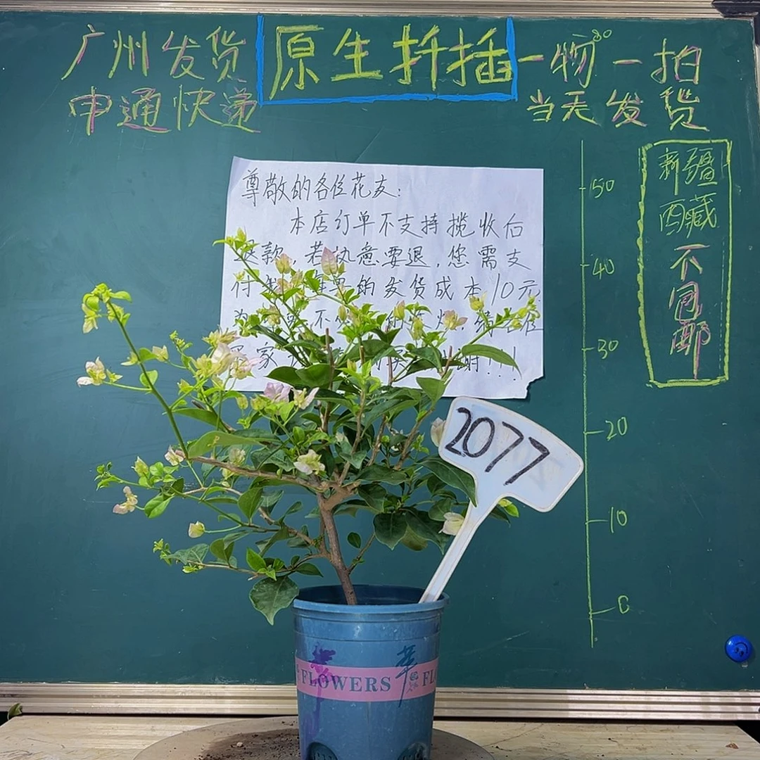 当前无花栽培后可以开花 福利 苹果花 2077